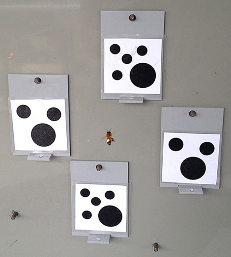 A honey bee during the experiment.